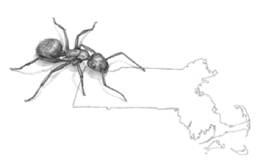 Illustration Elizabeth Farnsworth