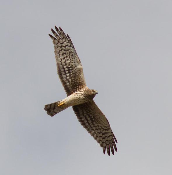 PHOTO COURTESY SCOTT SURNER A northern harrier