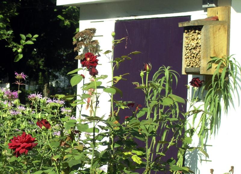 PHOTO TOM SULLIVAN. A bee box with pithy plant stems for native bee nesting.