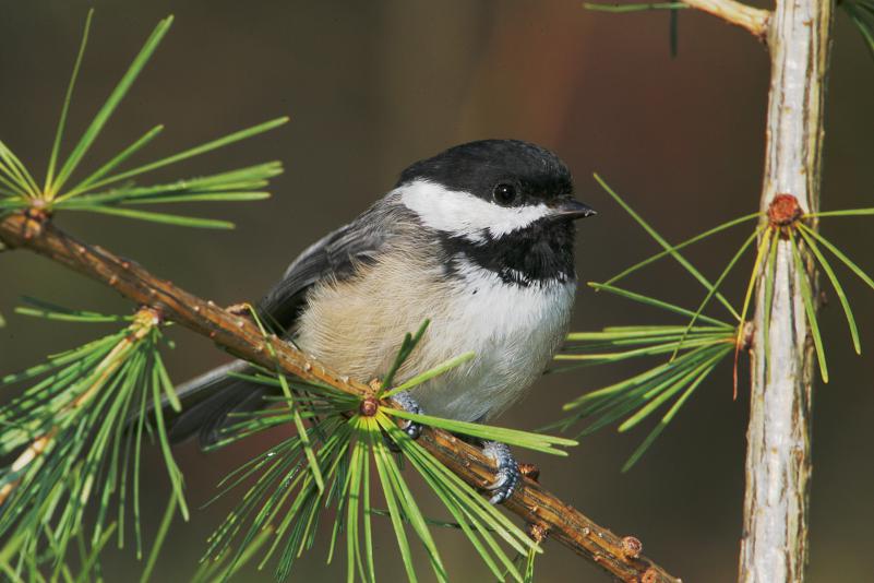 PHOTO COURTESY JOHN VAN DE GRAAFF Studies of chickadees by Mount Holyoke College professor Susan Smith have contributed to understanding male-guarding behaviors in birds.