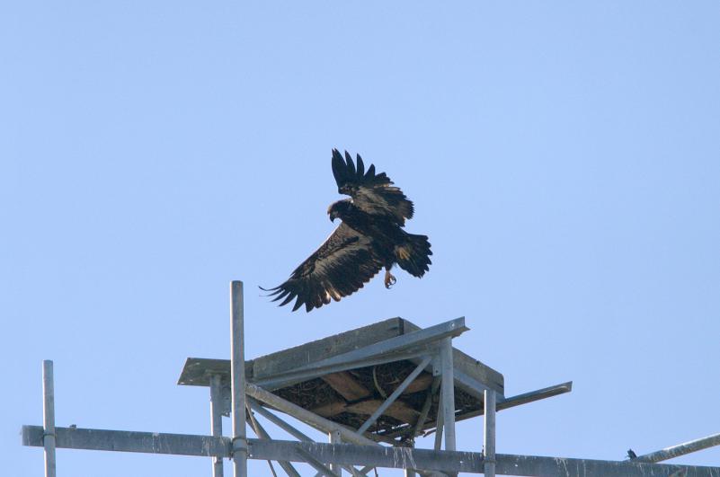 Photograph by John Van de Graaff. A nestling bald eagle, still several years away from a white head and tail, stretches and jumps as it prepares for fledging.