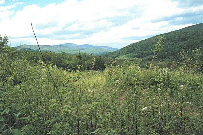 PHOTO BY DAVE KING A clear-cut in the White Mountain National Forest, where chestnut-sided warblers and other songbirds have established nests in cleared areas like this one.