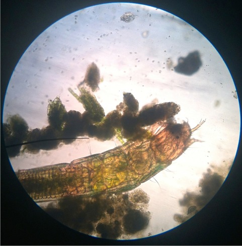 PHOTO BY PATTY O'DONNELL A bristle worm, one of a large class of annelid (ringed) worms.