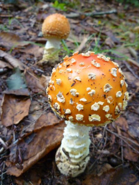 PHOTO BY KATIE KOERTEN Wild mushrooms