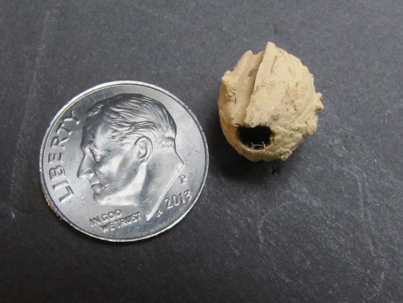 PHOTO BY REBECCA REID A potter wasp nest. The nest remained in the author's lawn because he carefully mowed around it, allowing the new wasp to complete its development. The picture shows the groove left by the grass stem and the escape hole made by the emerging young wasp.