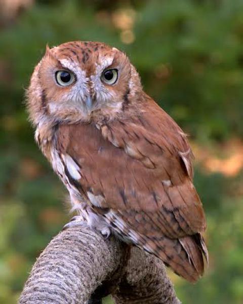 WIKIMEDIA COMMONS/GREG HUME An Eastern screech owl, rufous (reddish-brown) form