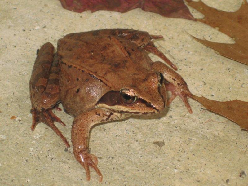 PHOTO BY PATTY O’DONNELL During the winter, the wood frog is frozen in a state of suspended animation until spring thaw, when it comes back to full physiologic function within hours.
