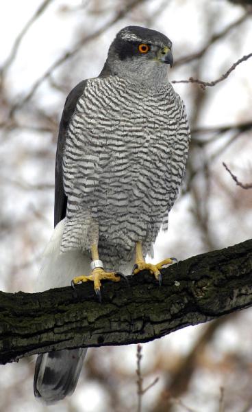 NORBERT KENNTNER/WIKIMEDIA COMMONS Northern Goshawk
