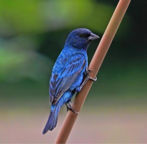 Evangelio Gonzalez, Creative Commons MALE INDIGO BUNTING
