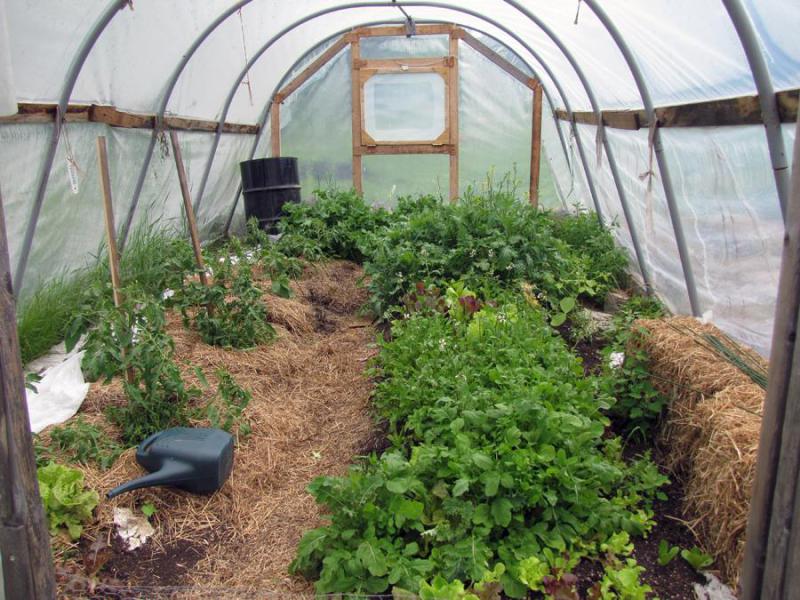 PHOTO BY REBECCA REID Early greens in the Old Field Farm hoop house.