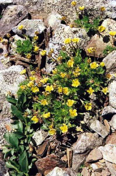 U.S. FISH AND WILDLIFE SERVICE Robbins’ cinquefoil (Potentilla robbinsiana).