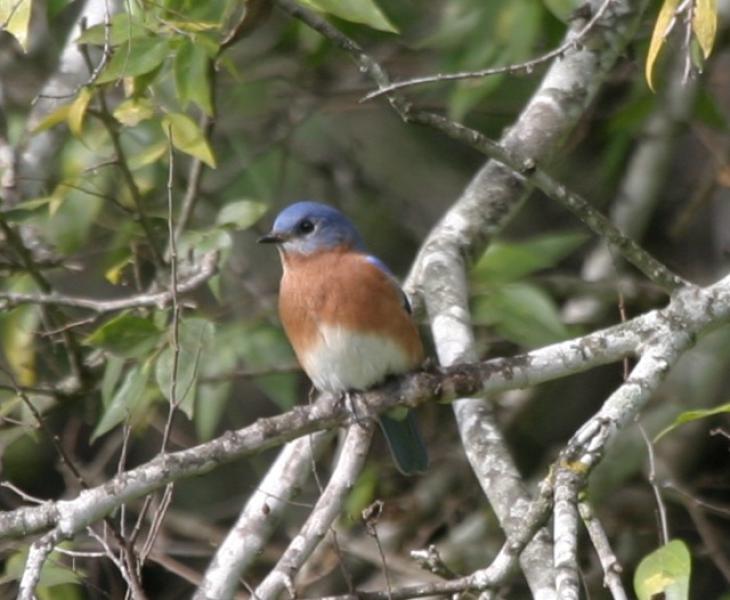 PHOTO BY JOSHUA ROSE An Eastern bluebird