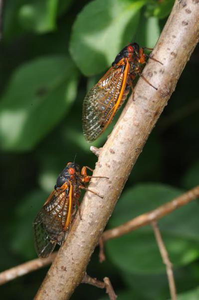 ELIZABETH FARNSWORTH PHOTO A pair of courting cicadas. These insects emerge by the millions from their underground habitat once every 17 years and migrate 10 feet above ground to reproduce.