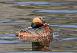 Horned Grebe 5-3-15 Umass Campus Pond