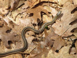 Mount-Tom-Ribbon-Snake-Farnsworth