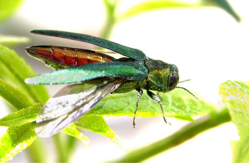 U.S. Department of Agriculture An adult emerald ash borer. When the wings are folded and covered, the beetle shows only the bright green color
