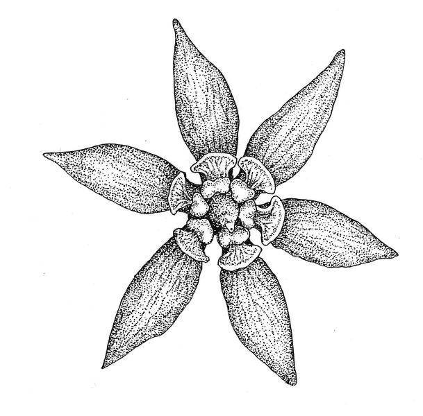 Blue cohosh.jpg - Early blue cohosh, which inhabits rich rocky woods and riversides, is notable for its chocolate-brown flowers that appear in early spring. Drawing by the author.