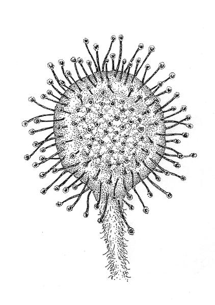 Round-leaved sundew is a carnivorous plant that catches insects on its sticky leaf-hairs. It's a common denizen of Valley bogs. Drawing by the author.