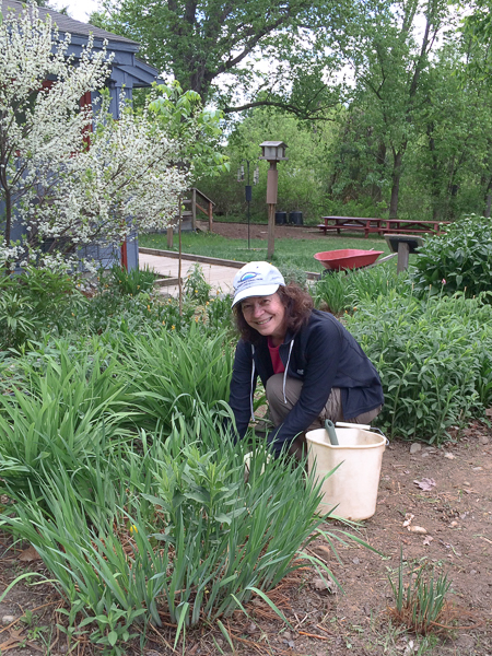 Gail Matthews weeding in the Horace Reed Memorial Garden