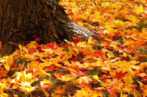 autumn-leaves-tree-trunk-4625