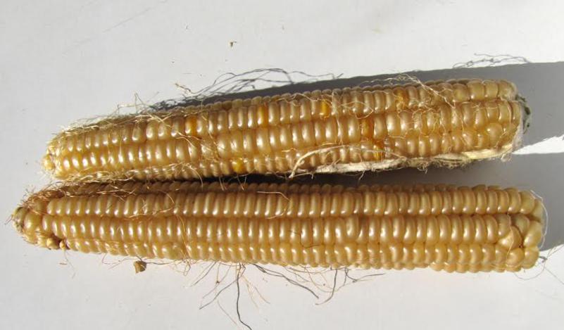  Borrowed from nature: Modern foods, ancient roots An heirloom variety of field corn, grown this year in Leverett. Photo by Rebecca Reid. An heirloom variety of field corn, grown this year in Leverett. Photo by Rebecca Reid. 