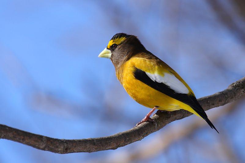 An evening grosbeak COURTESY WIKIMEDIA COMMONS