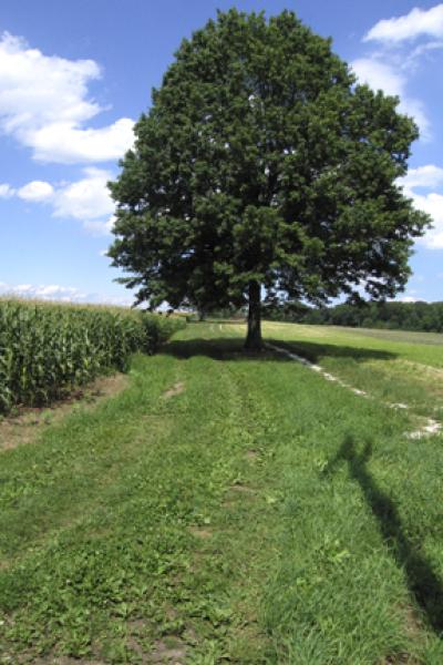 Watching a single tree over time can yield insights about nature. REBECCA REID