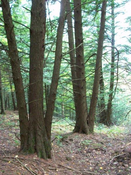Photo by John Foster Putney Mountain in Vermont offers unusual environmental diversity.