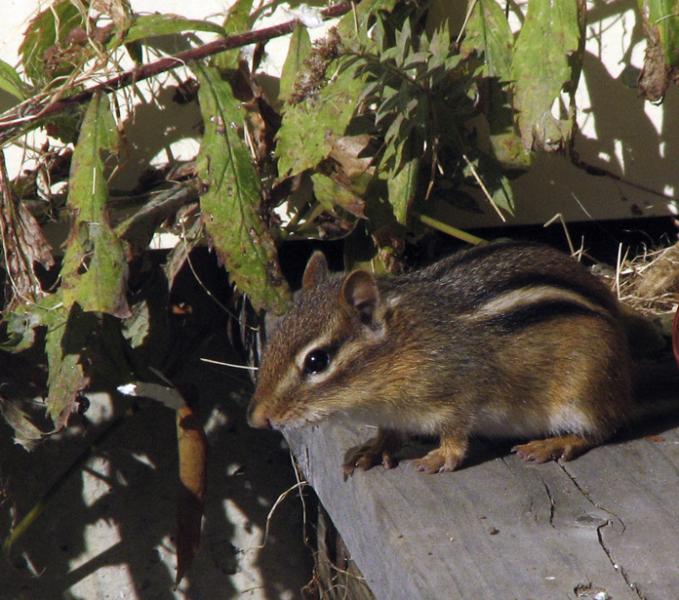 PHOTO COURTESY OF REBECCA REID An Eastern chipmunk: After the author's parents stopped having outdoor cats, the population of these small mammals in their neighborhood increased dramatically.
