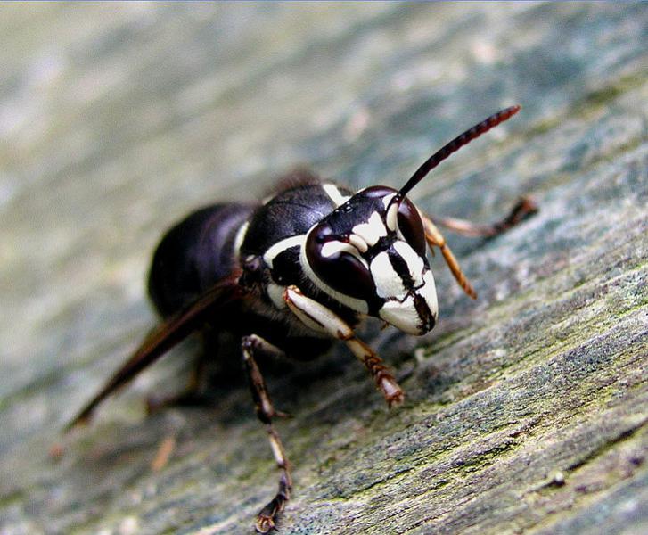 A white-faced hornet (Wikimedia Commons, by PiccoloNamek)