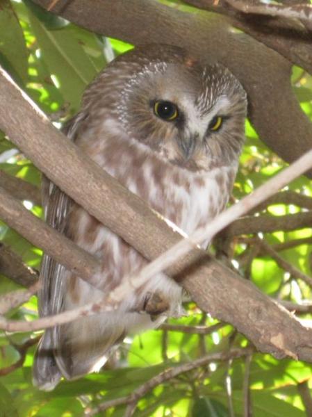 The northern saw-whet owl is only about 7 inches long and weighs between 2 and 5 ounces. PHOTO BY JOSHUA ROSE 