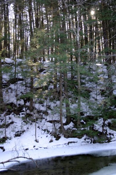 Evergreen trees by a snowy brook PHOTO BY REBECCA REID