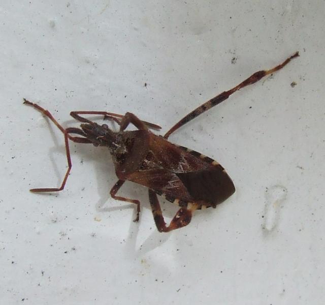 A conifer seed bug ELIZABETH FARNSWORTH PHOTO 