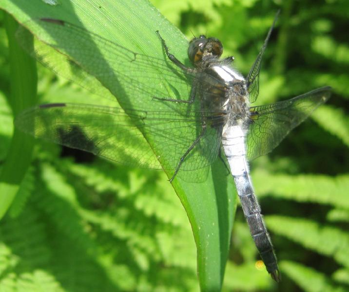 A chalk-fronted corporal dragonfly JOSHUA ROSE PHOTO