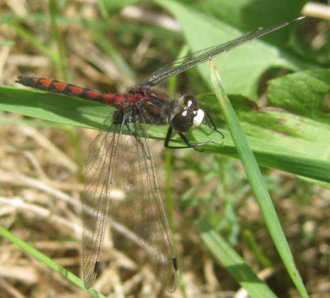 A whiteface dragonfly JOSHUA ROSE PHOTO