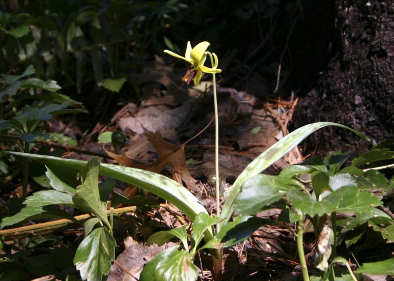 A trout lily PHOTO BY REBECCA REID