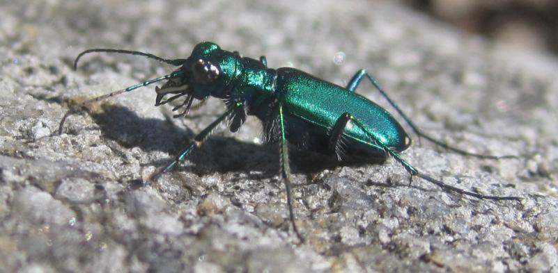 A six-spotted tiger beetle. PHOTO BY JOSHUA ROSE