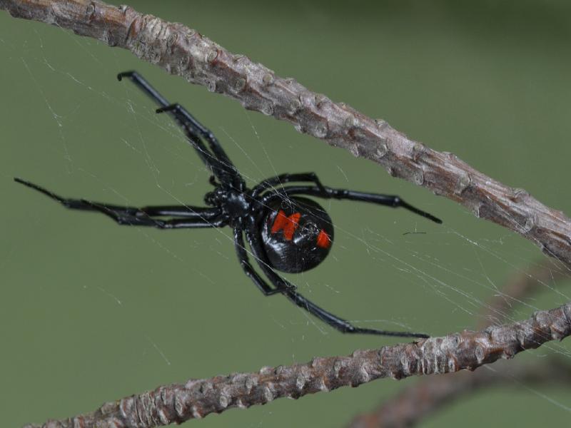 A black widow PHOTO BY JESSICA SCHULTZ