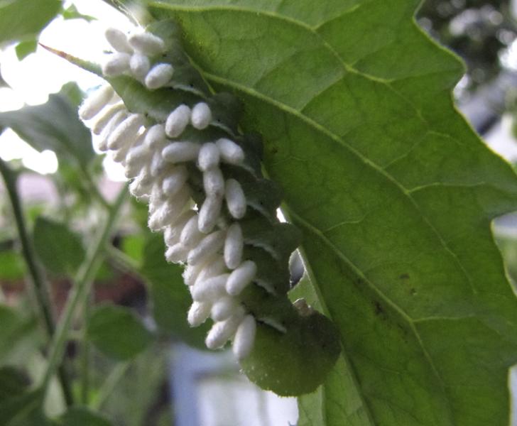 Tobacco hornworms PHOTO BY REBECCA REID 