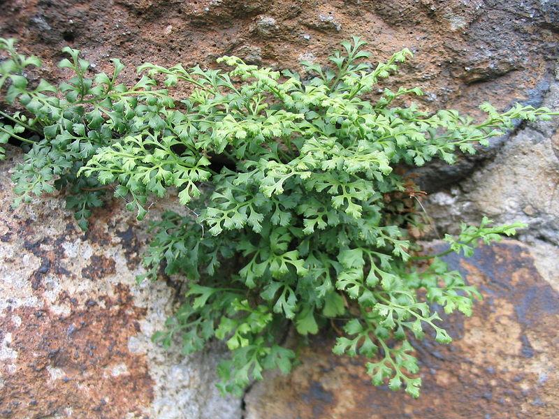 A wall-rue fern PHOTO BY HAGEN GRAEBNER/WIKIMEDIA COMMONS