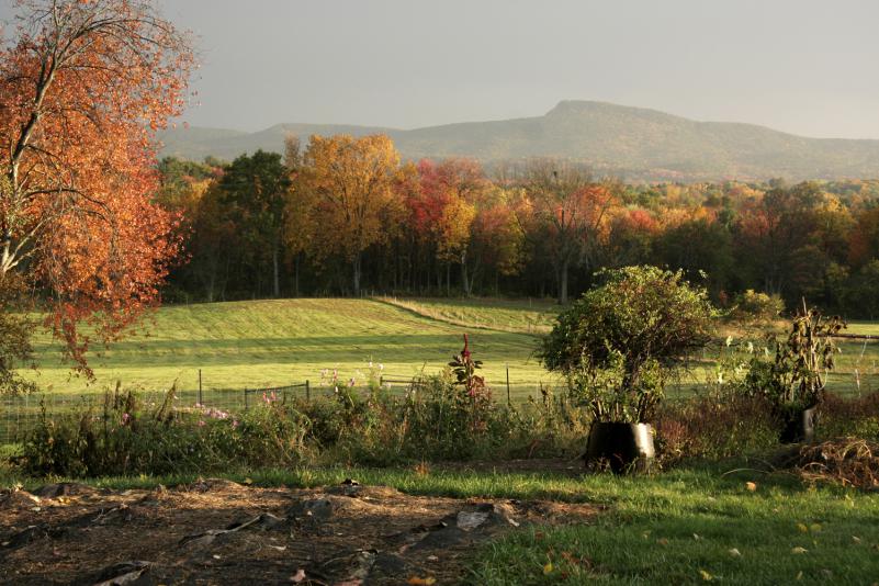 Rebecca Reid Maples and other hardwoods, as seen from Bramble Hill Farm in Amherst. Some dense stands of maple may disappear from New England due to climate change.