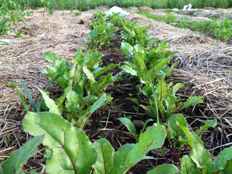 Rebecca Reid Mulching instead of tilling helps maintain soil structure and microbial activity, and reduces emissions of carbon dioxide from the soil to the atmosphere.