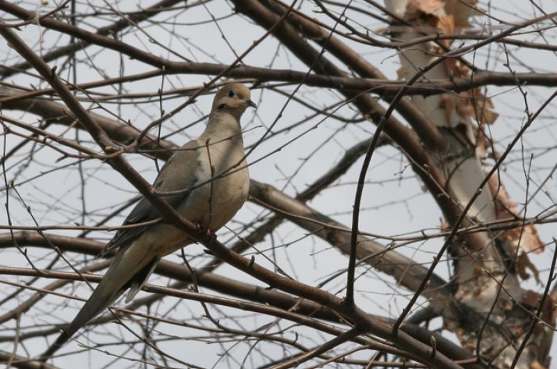 Rebecca Reid Mourning dove.