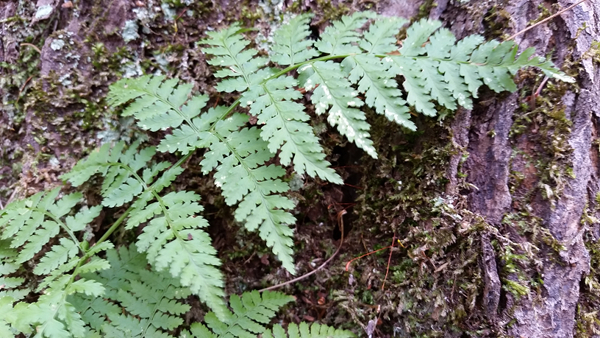 fern