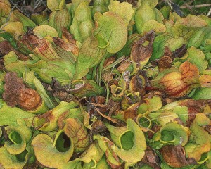 Pitcher Plant, Sarracenia-purpurea Photo Elizabeth Farnsworth