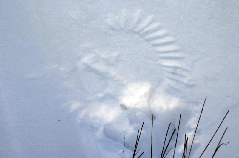 REBECCA REID A strike hole made by a hawk or owl hunting for rodents under the snow. Note the wing marks footprints between them in the lower part of the picture.