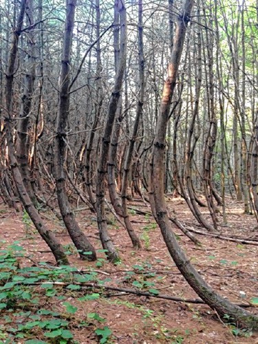 Pines on the campus of Hampshire College in Amherst showing an unusual growth pattern. JOSIA GERTZ DECHIARA