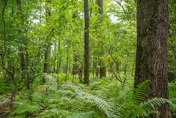 The Forest Ecosystem