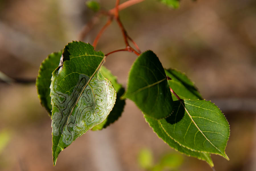 Hitchcock Center for the Environment | Education for a Healthy Planet