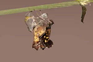 A black swallowtail butterfly emerging from its chrysalis